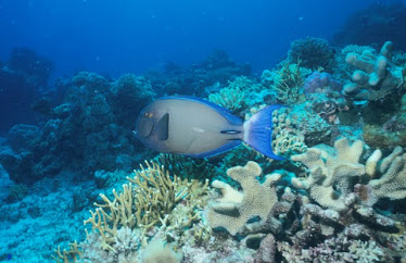 Eyestripe Surgeonfish