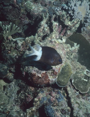 Half and Half Chromis