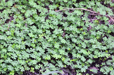 Water Shamrock Fern, Marsilea sp.