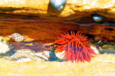 Sea Anemone, red