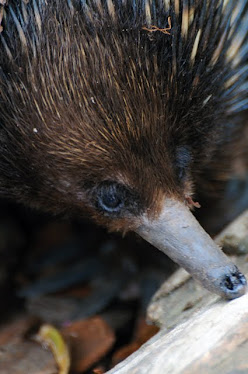 Echidna, Headshot