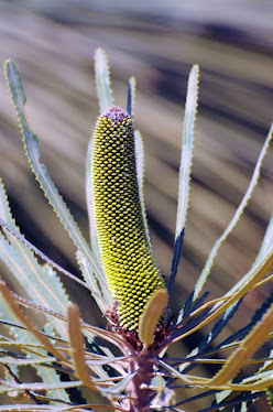 Banksia pilostylis #382