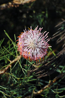 Isopogon teretifolius #329