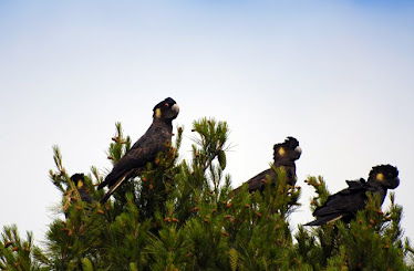 Yellow-tailed Black Cockatoo #6