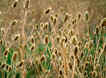 Teasel, secencent seed heads