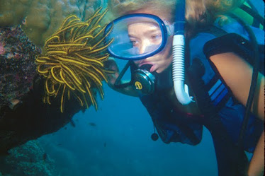 Diver and Feather Star