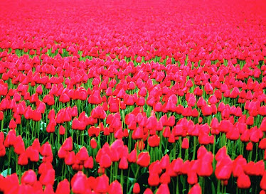 Red Tulips