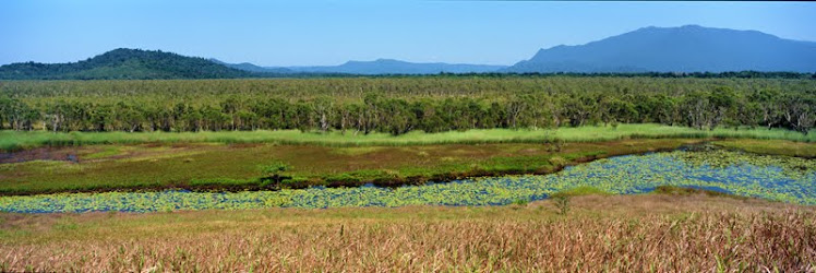 Eubanagee Swamp panoramic #1