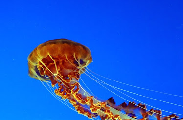 Jellyfish #51