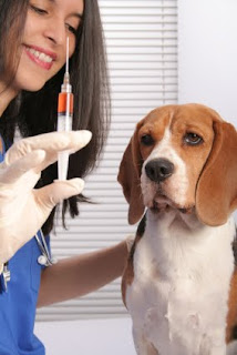 ESQUEMA VACUNACION ANIMAL PARVOVIRUS esquema vacunacion animal parvovirus: