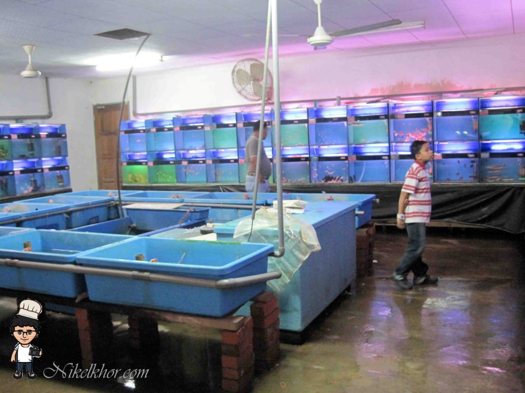 Nan Yang Fish Farm Bemban, Kulai, Johor Nikel Khor ^ ^ PaPago kaki