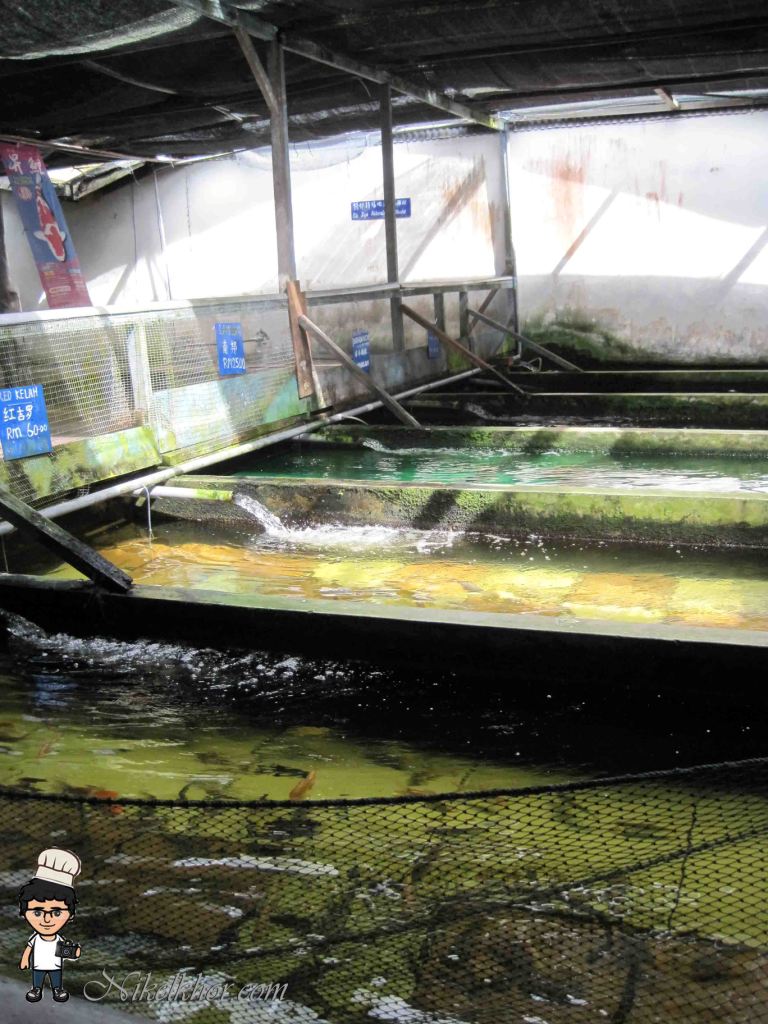 Nan Yang Fish Farm Bemban, Kulai, Johor Nikel Khor ^ ^ PaPago kaki