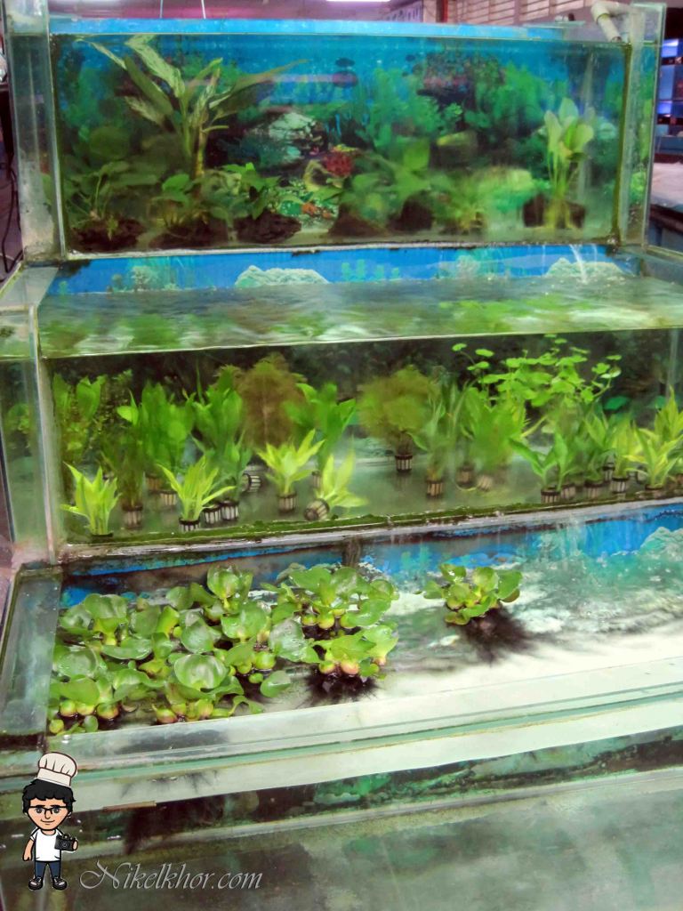 Nan Yang Fish Farm Bemban, Kulai, Johor Nikel Khor ^ ^ PaPago kaki