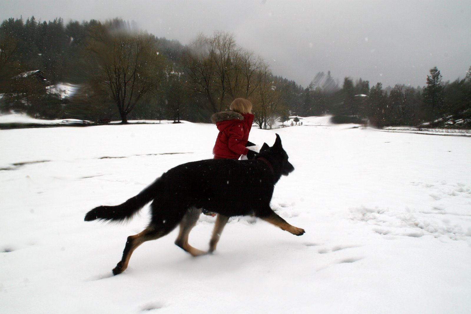 [Shep+and+Ella+in+Snow.jpg]