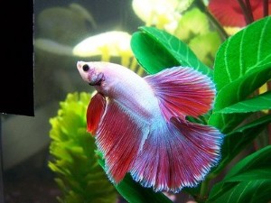 Lukisan Ikan Laga