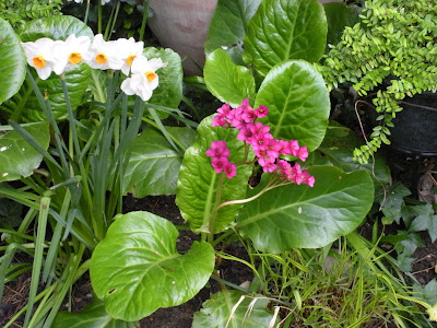 Bergenia Ballawley