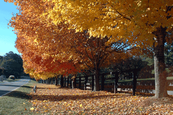 [bethanyFallScene.gif]