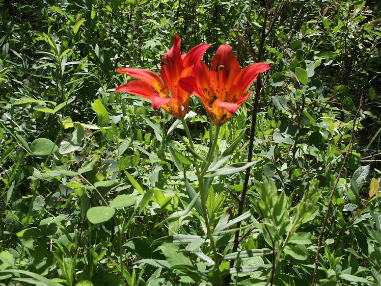 Saskatchewan Provincial Flower
