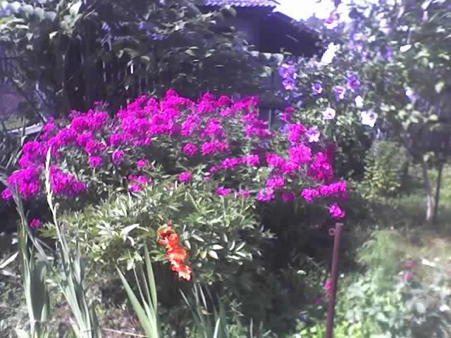 [29-07-06_1605.jpg]