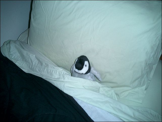 [Penguin in Bed.jpg]