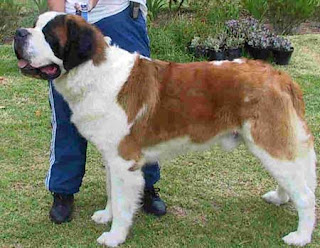 Saint bernard dog