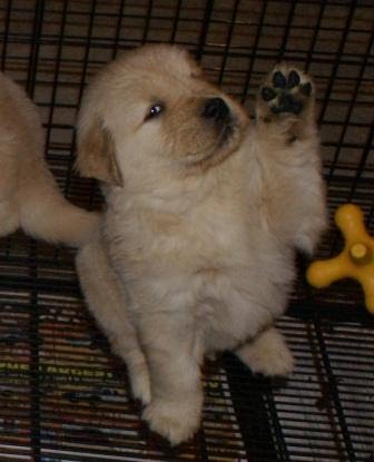 [hugs+puppy+wave.jpg]