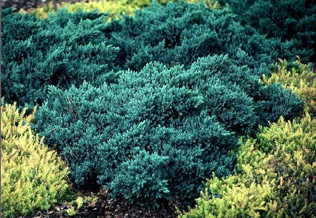 Future Plants By Randy Stewart Junipers For All Landscapes