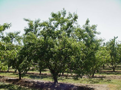 Peach (Prunus persica) - A plantation of young peach trees (Picture is from http://www.hort.purdue.edu/ext/senior/fruits/images/large/peach_tree.jpg)
