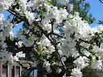 White Apple Flower