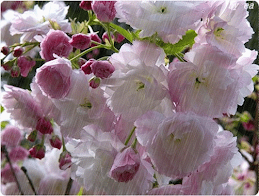 Rainy Flowers