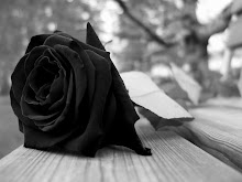 Black Rose / Rosa Negra
