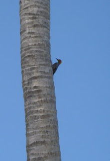 mexican woodpecker
