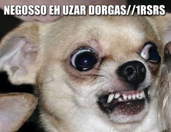 dog_cachorro_dorgas.jpg