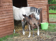 Pebble- with Willow