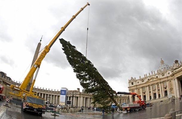 [vaticanoarvore3.jpg]