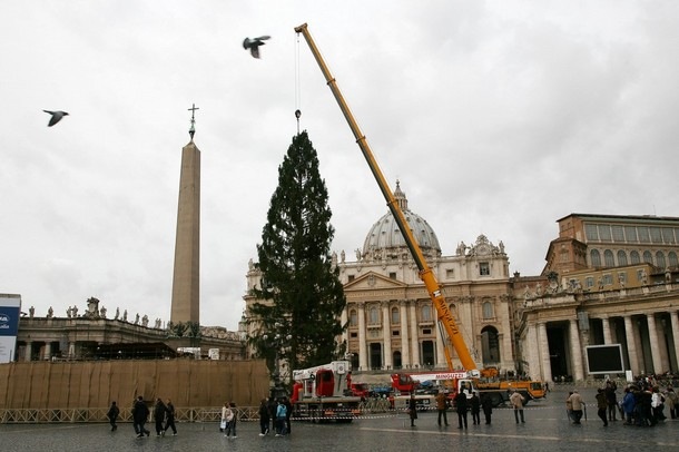 [vaticanoarvore1.jpg]