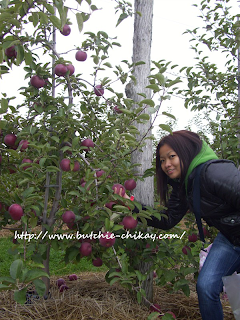 Chudleigh's Apple Picking
