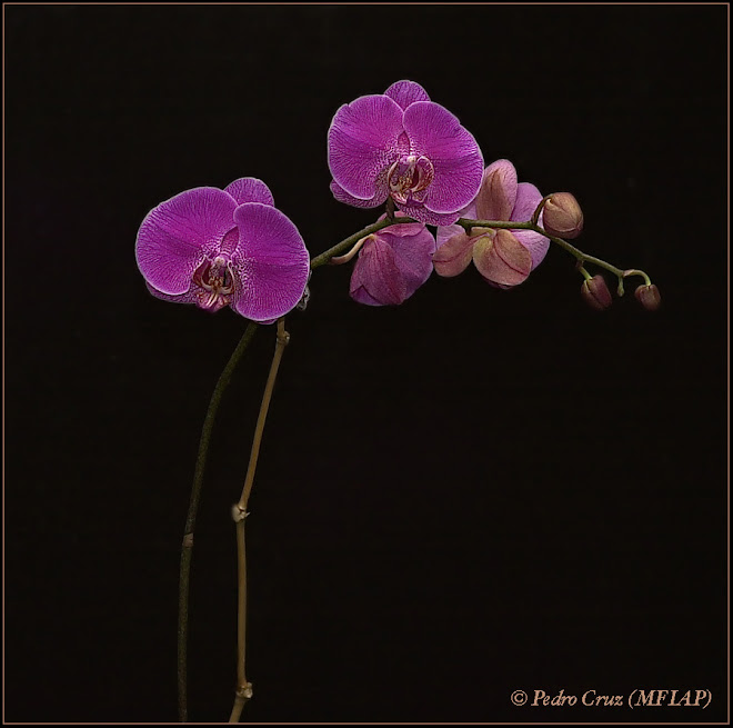 orchids