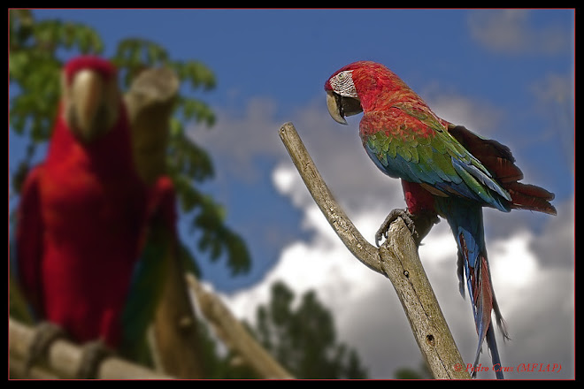 guacamaya