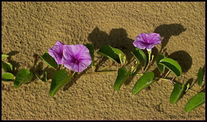 campanilla de playa