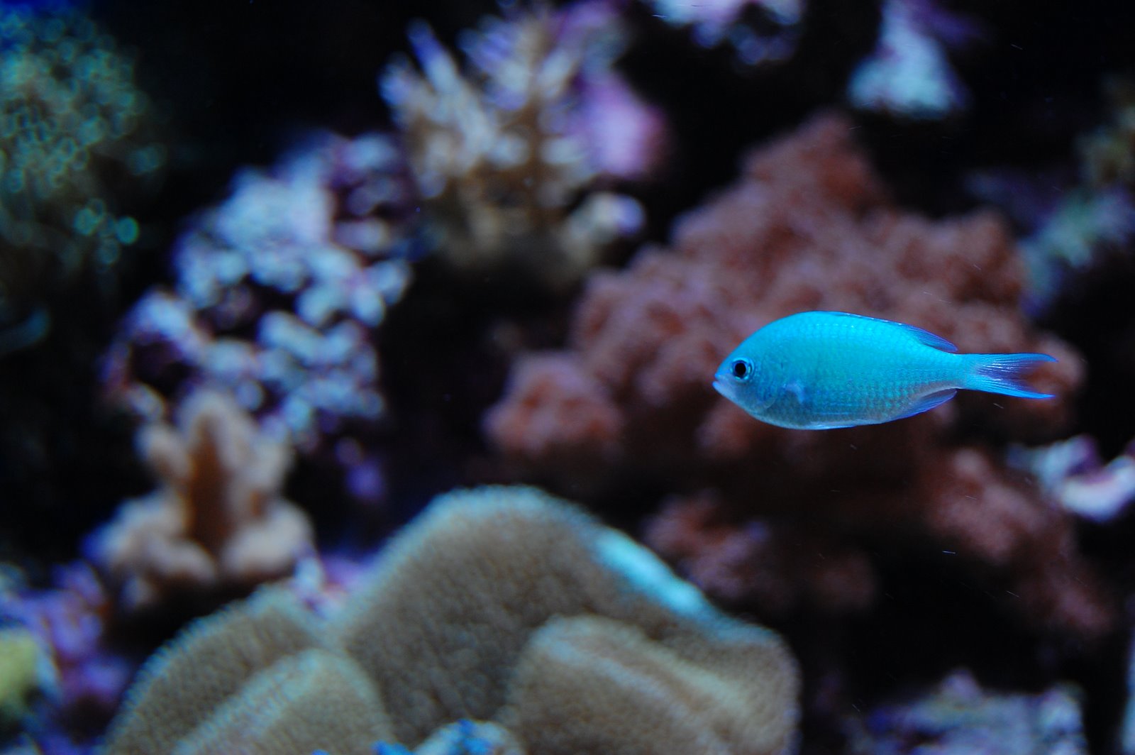 [Lil+blue+fish+DSC_1976.JPG]