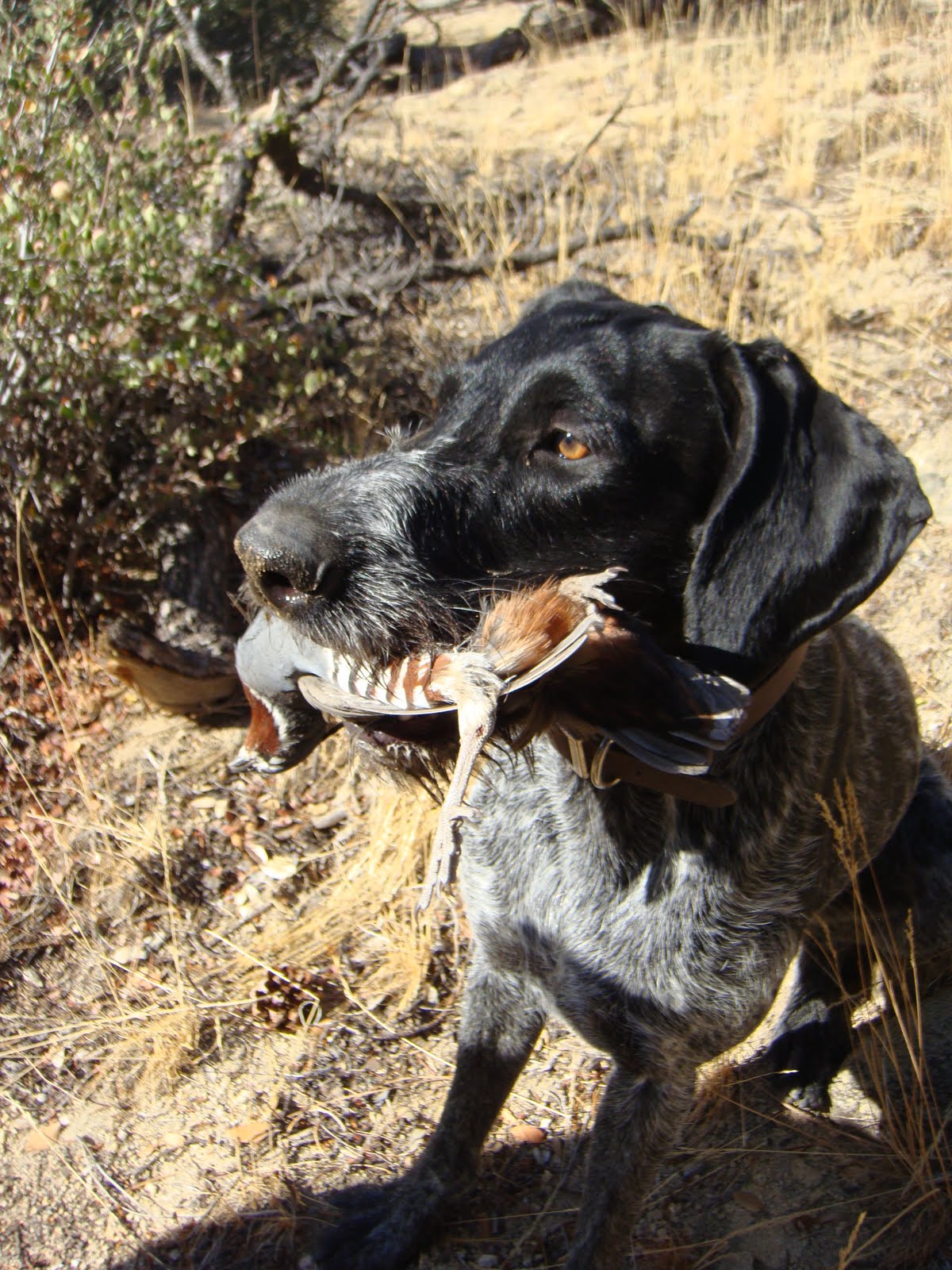 The Gourmet Sportsman: Early Season Mountain Quail