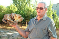 Seta gigante en Martín del Río