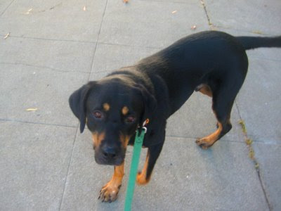 Dogs Named Bear