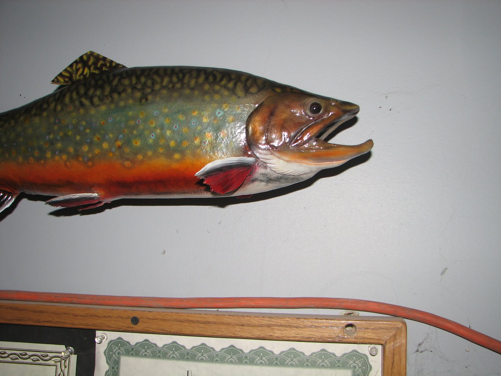All Seasons Taxidermy Brook Trout Skin Mount