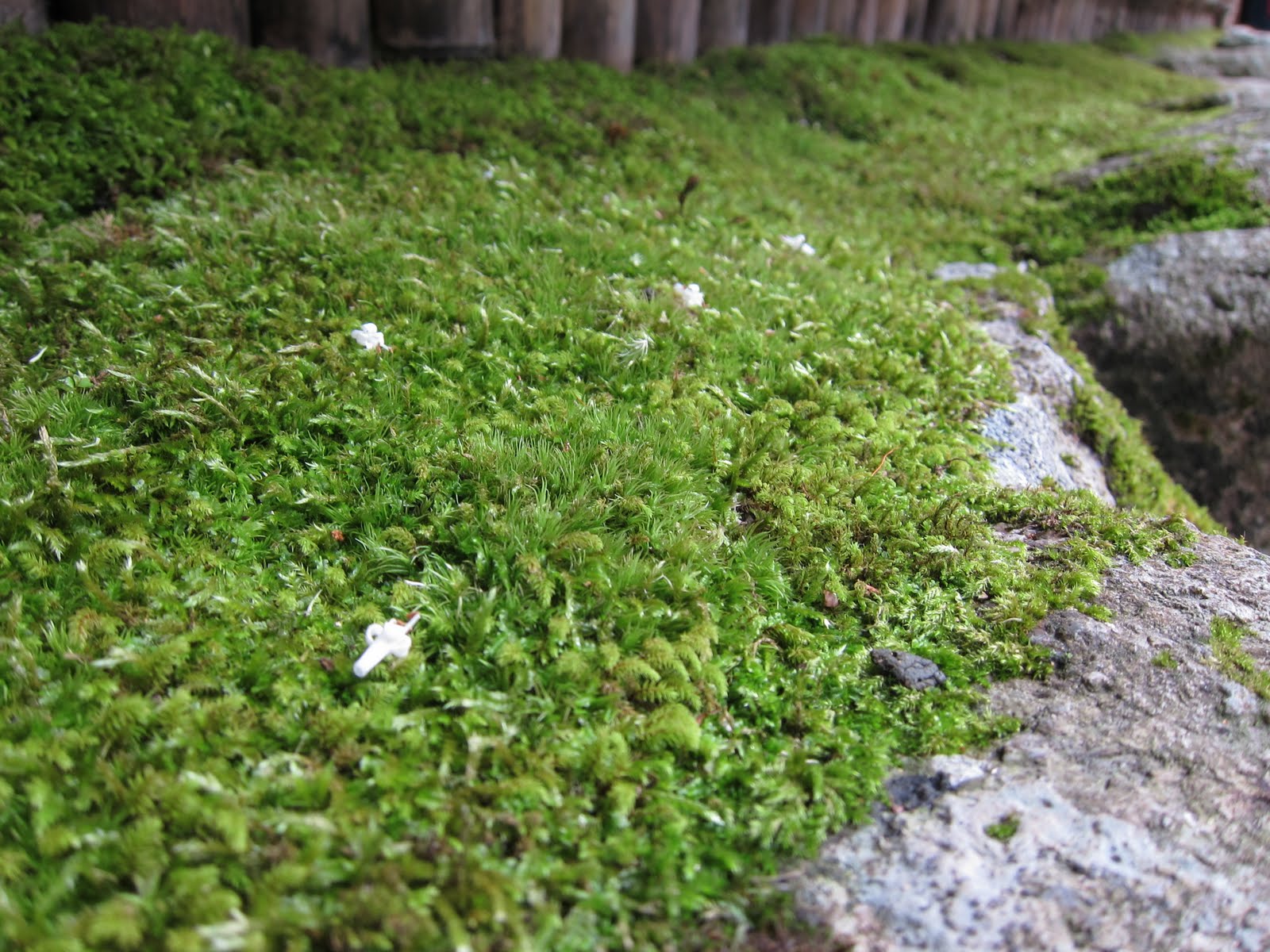 Kuroro 銀閣寺 6月
