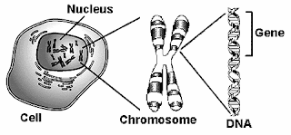 Exercise and Aging telomeres