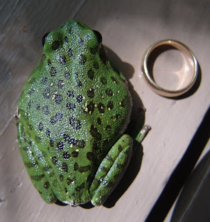 Audubon South Carolina: Geckos and Treefrogs