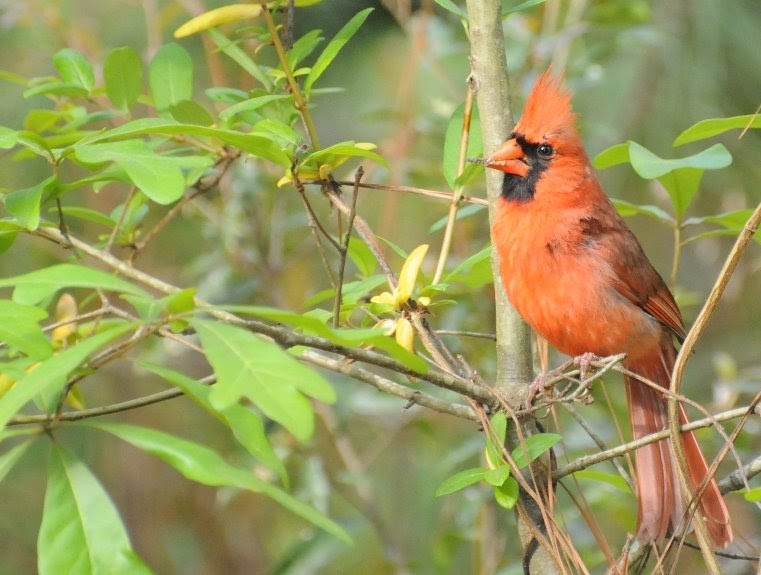 Audubon South Carolina Great Backyard Bird Count