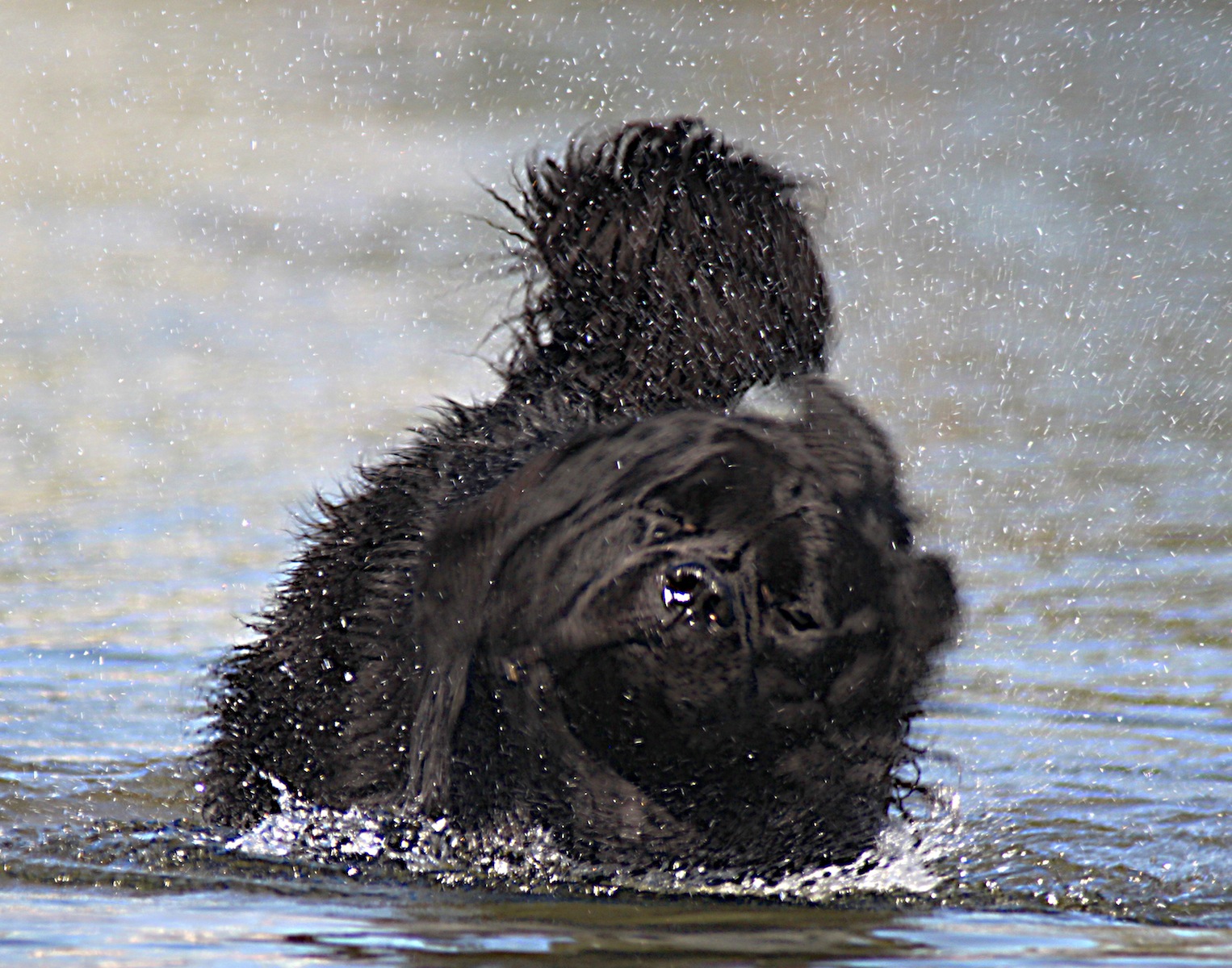 Newfoundland Dogs Perform Water Rescue at Glorietta Bay for the